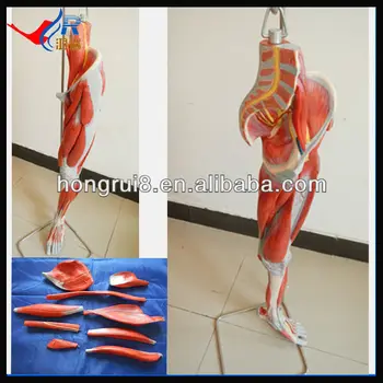 Piernas las de anatomía de músculos los