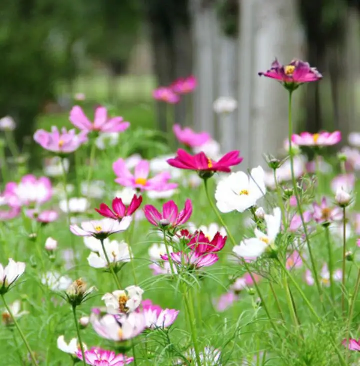 Cosmos bipinnatus flowers.jpg