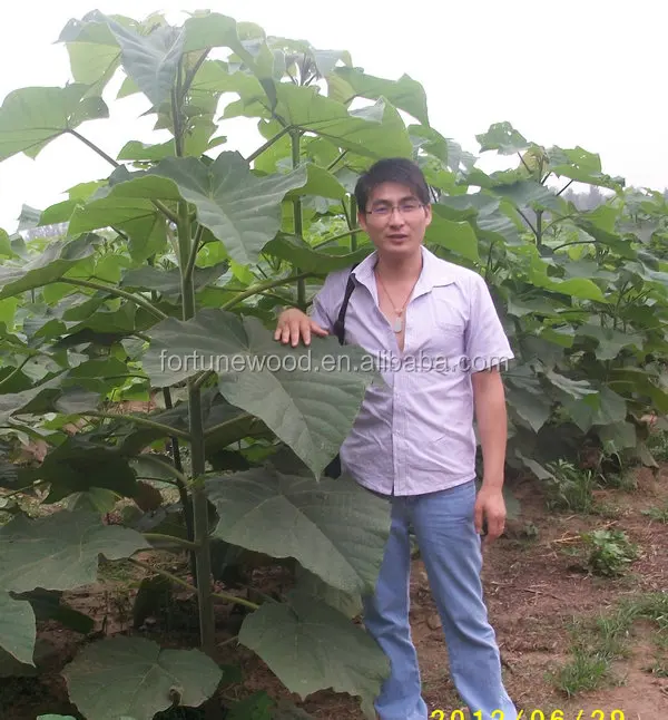 
Wood production paulownia shan tong seedling 