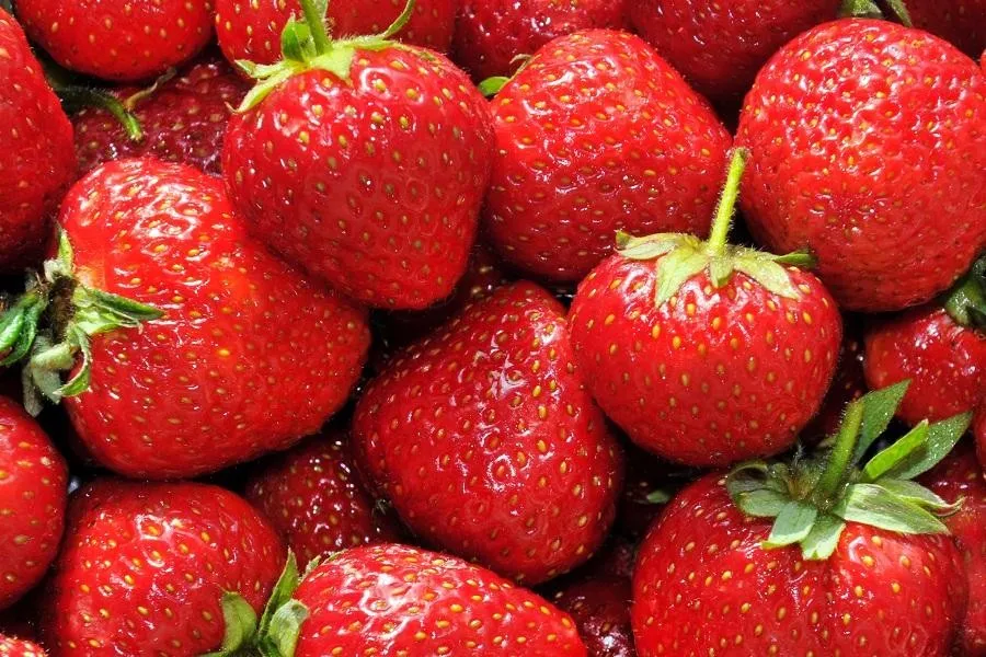 sale egyptian strawberry frozen fruits supplier