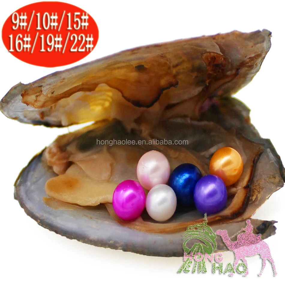 

Wholesale AAAA Six-Piece 6-7mm Round Freshwater Pearl Triangle Oyster Shell