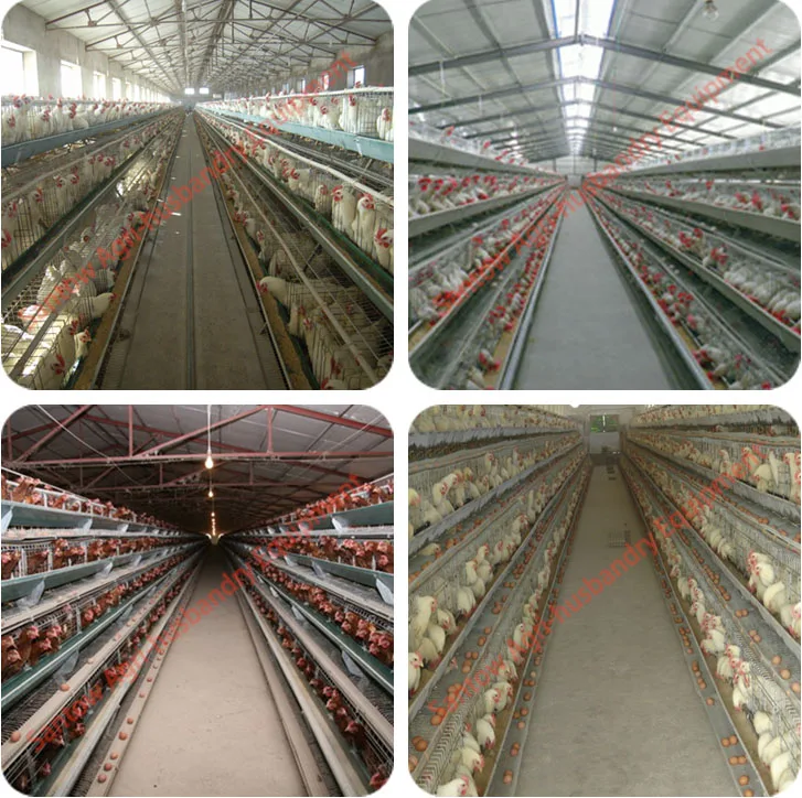 Hot Galvanized Chicken Poultry Cages Cold Galvanized Chicken Layer Cage Best Quality For Sale Nigeria Africa