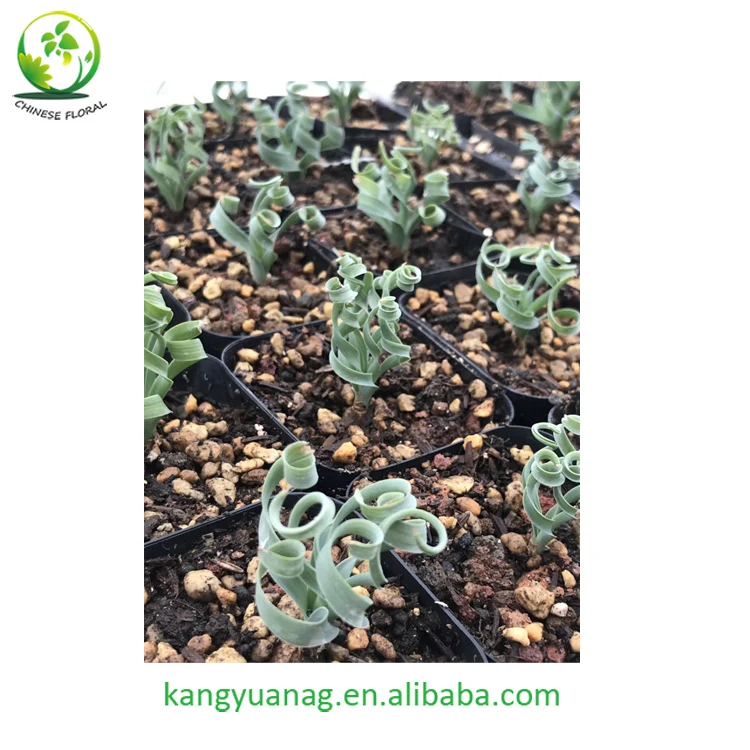 
Natural Rare Succulent Plant Albuca Concordiana with beautiful Curly leaves 