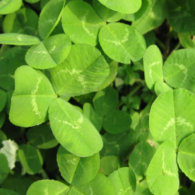 
TOP Quality Clover seed 2018 