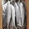 High Quality Frozen Spanish Mackerel Frozen Seafood