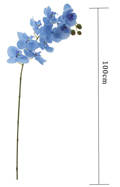 BLUE orchid1.jpg