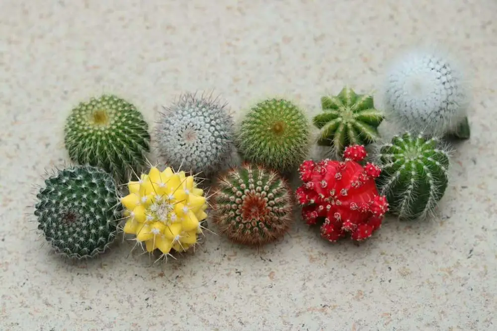 
Fujian mini cactus succulent plants decoration 