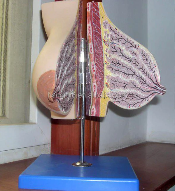 A15111 breast model 1.jpg