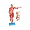 170cm medical school human anatomy model human body muscle model with internal organs model