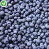 Wholesale IQF Best Common Frozen Blueberries