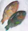 Frozen Parrot fish from Indonesia price
