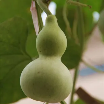 gourd