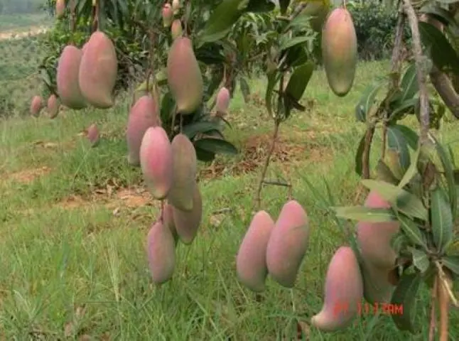 Mangos grafted fruit trees