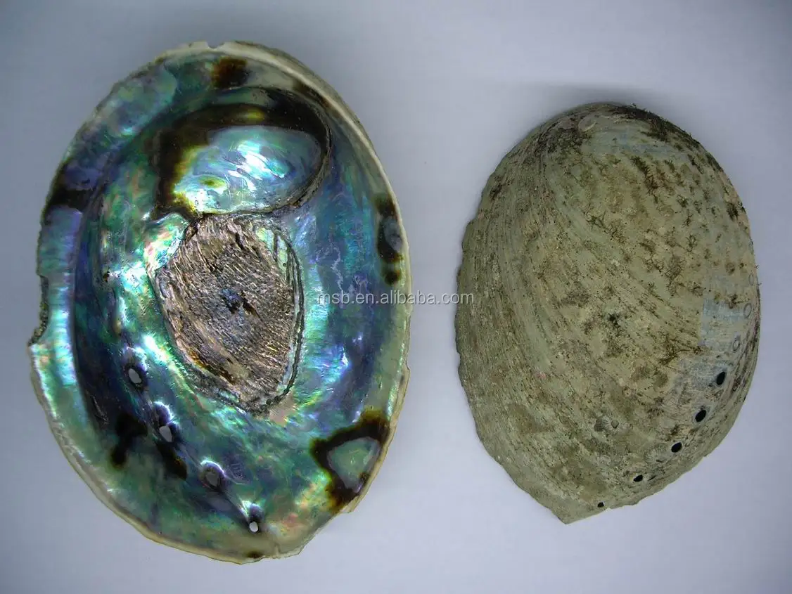 abalone-front-back.JPG