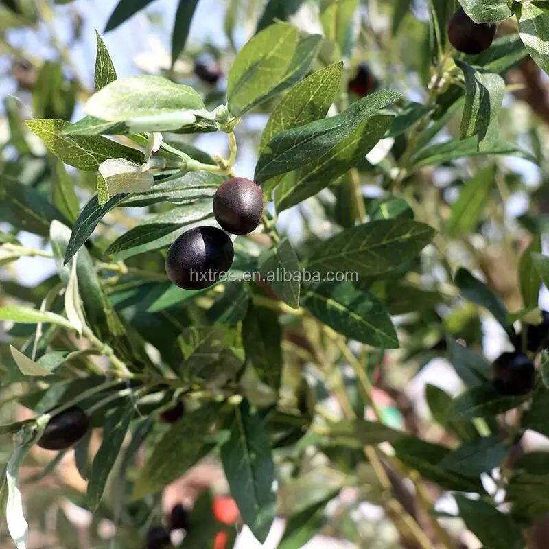 olive tree (2).jpg