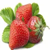 cao mei zhong zi bright color hot sale Red Strawberry Seed