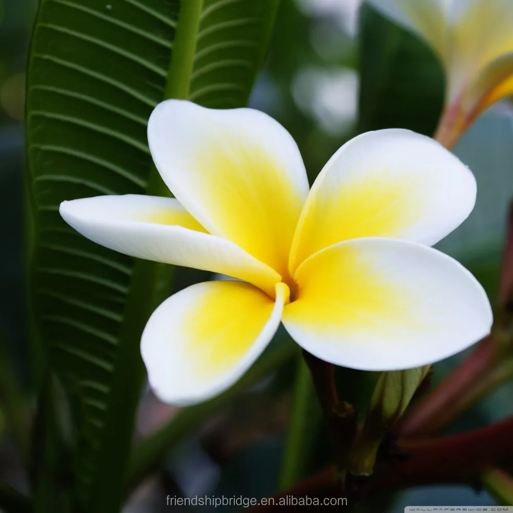 
Frangipani Plumeria Rubra Plants Seedlings 