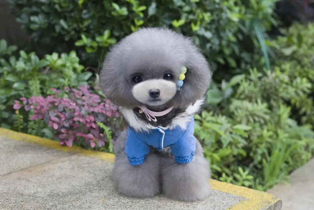 Leisure Soft Warm Pet Coat With Hood