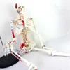 ENOVO/ Mini Human Painted Skeleton Model with Metal Stand, 85cm Tall with Removable Arms and Legs is Easy to Assemble, 12364