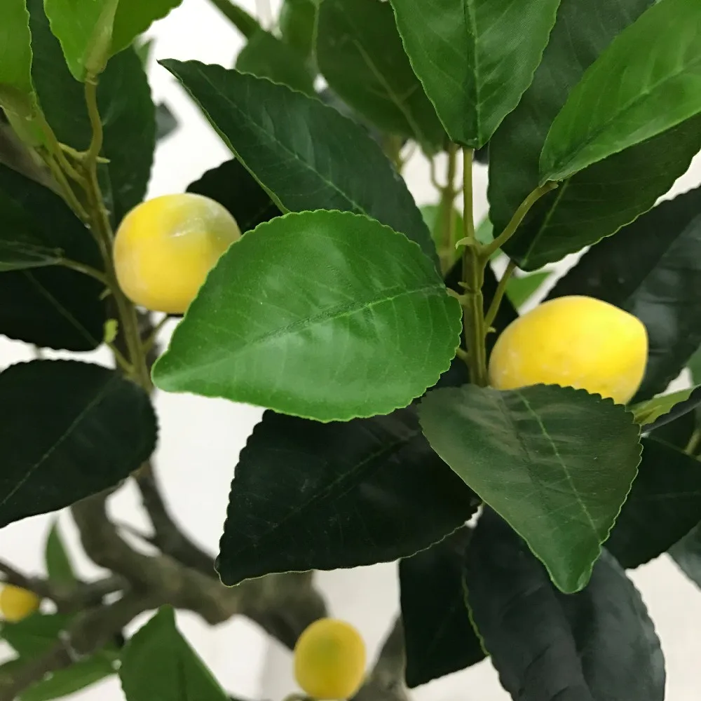 Листья лимона фото как выглядят