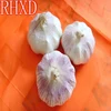 Chinese elephant garlic