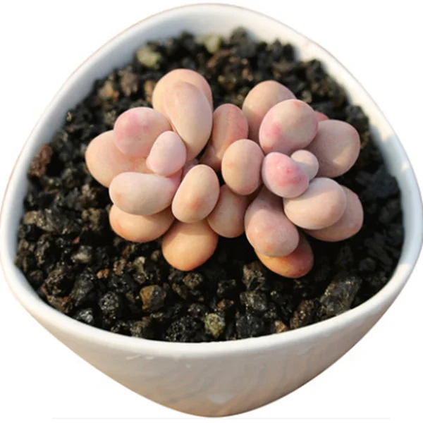 
Wholesale Succulent Graptopetalum amethystinum with stem 