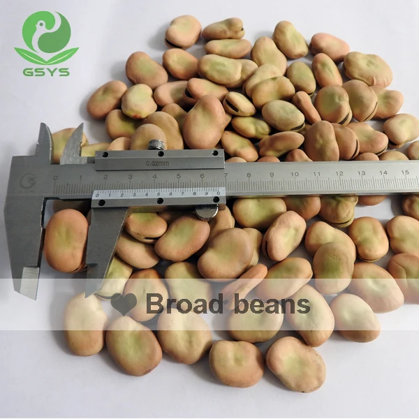
Chinese broad beans Qinghai Origin english bean 