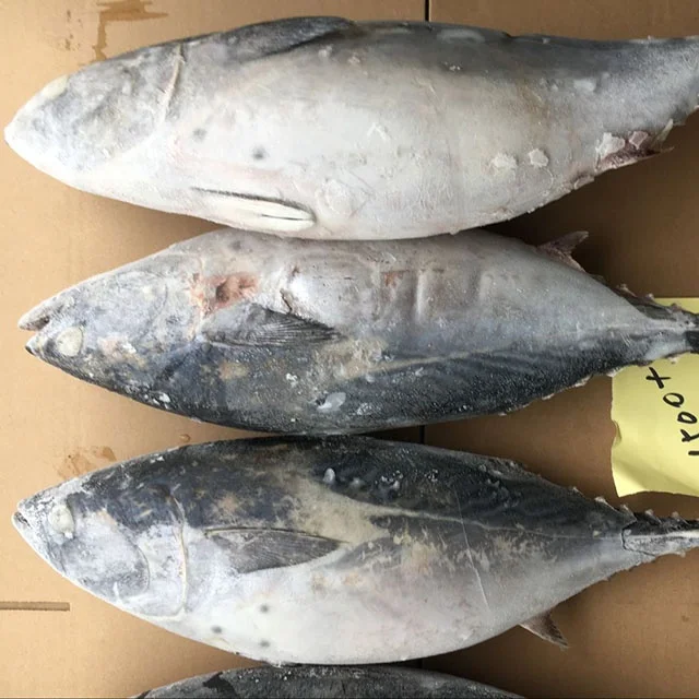 Export WR frozen bonito seafood product (1).jpg
