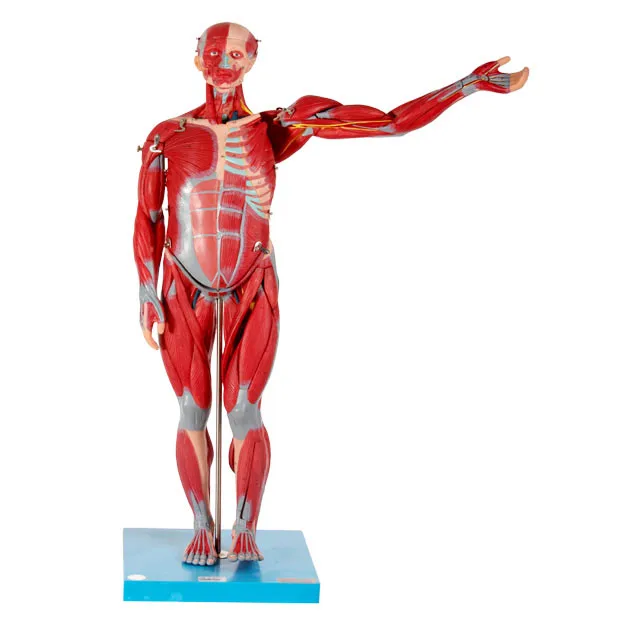 general doctor human muscles of male anatomical model