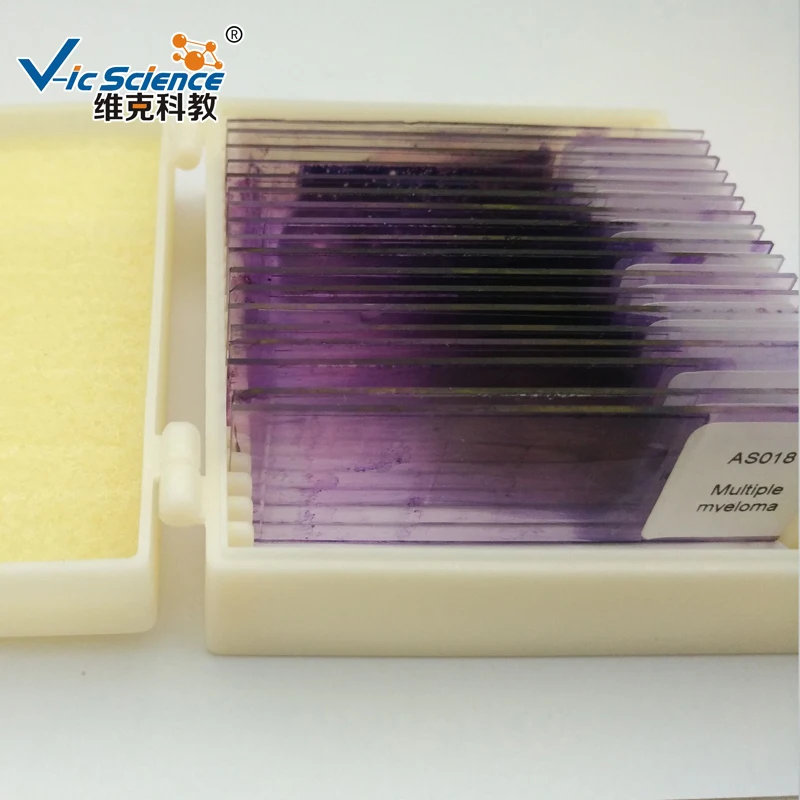 
Hematology Prepared Slides Blood Smear Prepared Slides 