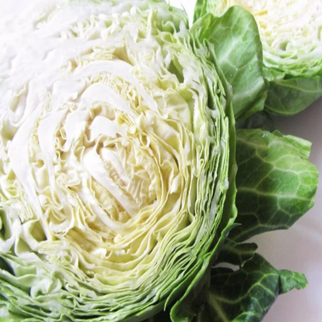 cabbage1
