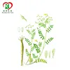 Pure Ta-65 Cycloastragenol from Astragalus Root Extract