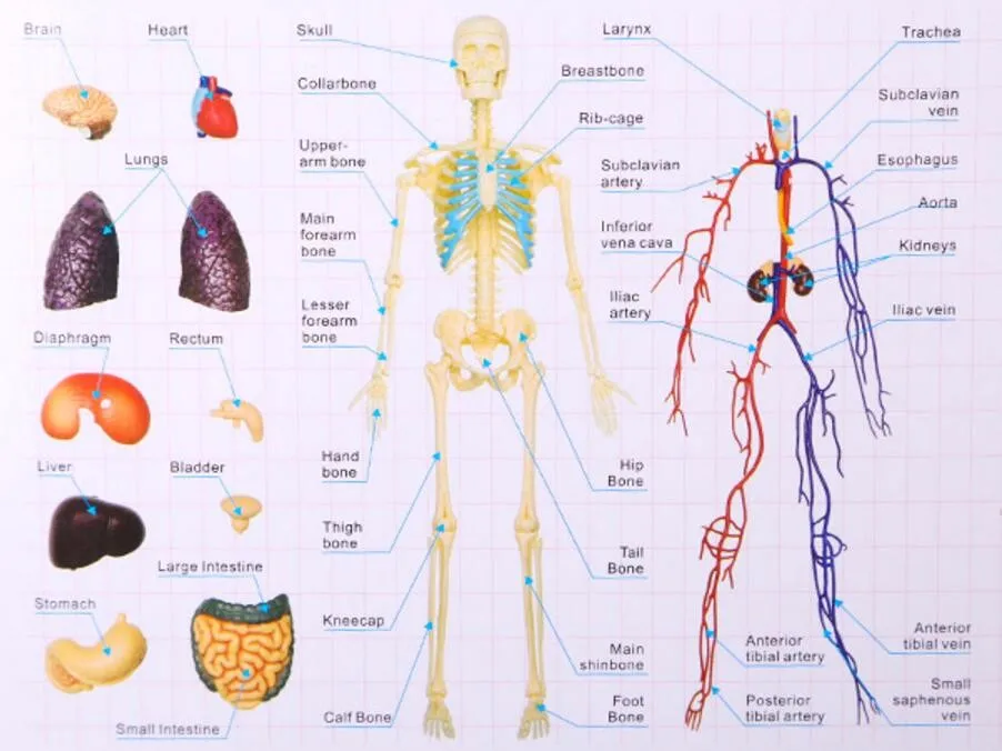Анатомия 6. Пазл органы человека. Пазл внутренние органы человека. Макет анатомии человека с пояснением. Строение внутренних органов человека пазл для ребенка.