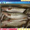hot sell Frozen mullet fish and roe for food