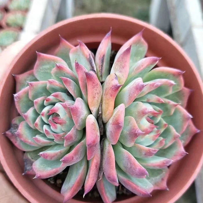 
Best selling tropical plants indoor succulent plants 