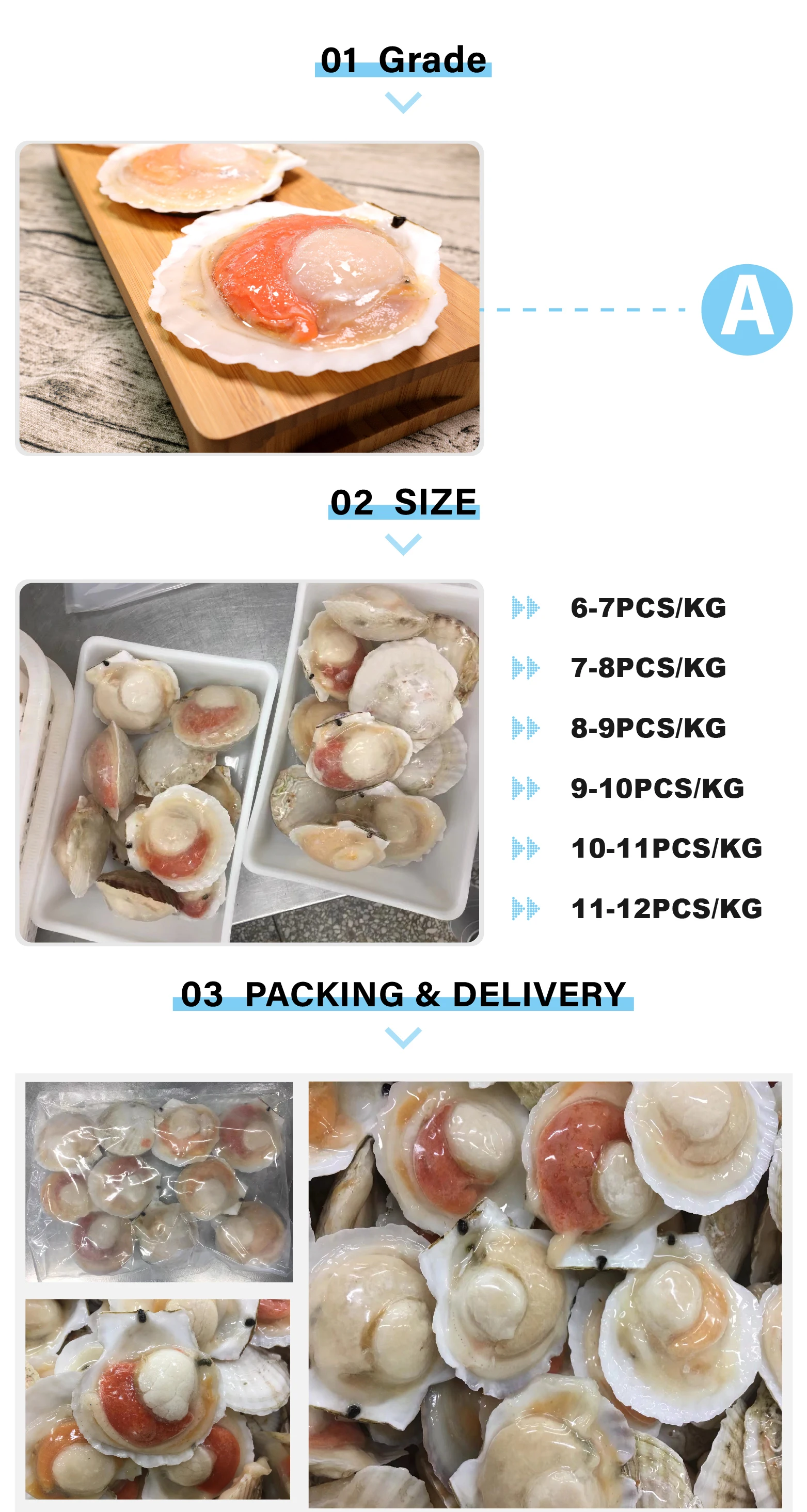 Frozen Half Shell Sea Scallop Shell Buy Frozem Half Shell Scallop