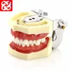 replacement teeth typodont model for student practice nissin teeth