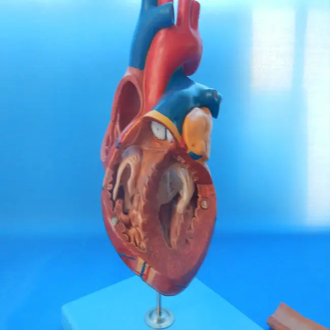 heart model 9.jpg