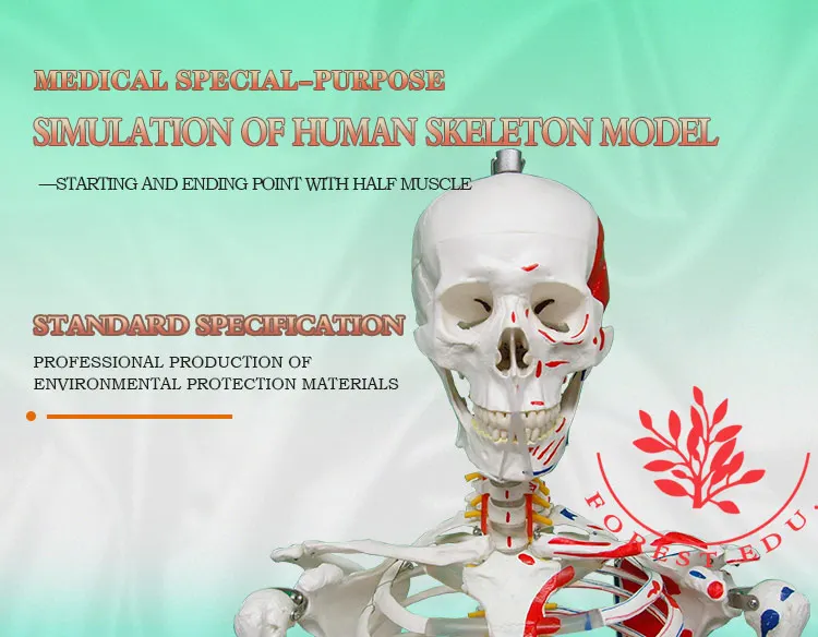 1 Life size skeleton.jpg