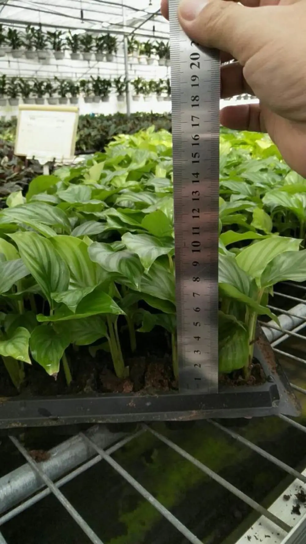 
Calathea orbifolia tray seedling H8-10cm 