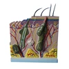 Factory Outlet Three-Dimensional Structure of Skin Model