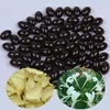 Improve The Functions Of Lungs Moisten the Lungs Softgel Capsules Tablet