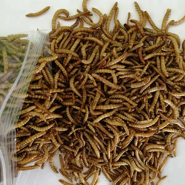 
Dried mealworms for poultry and livestock dried tenebrio molitor bird food pets food bird meal pets meal 