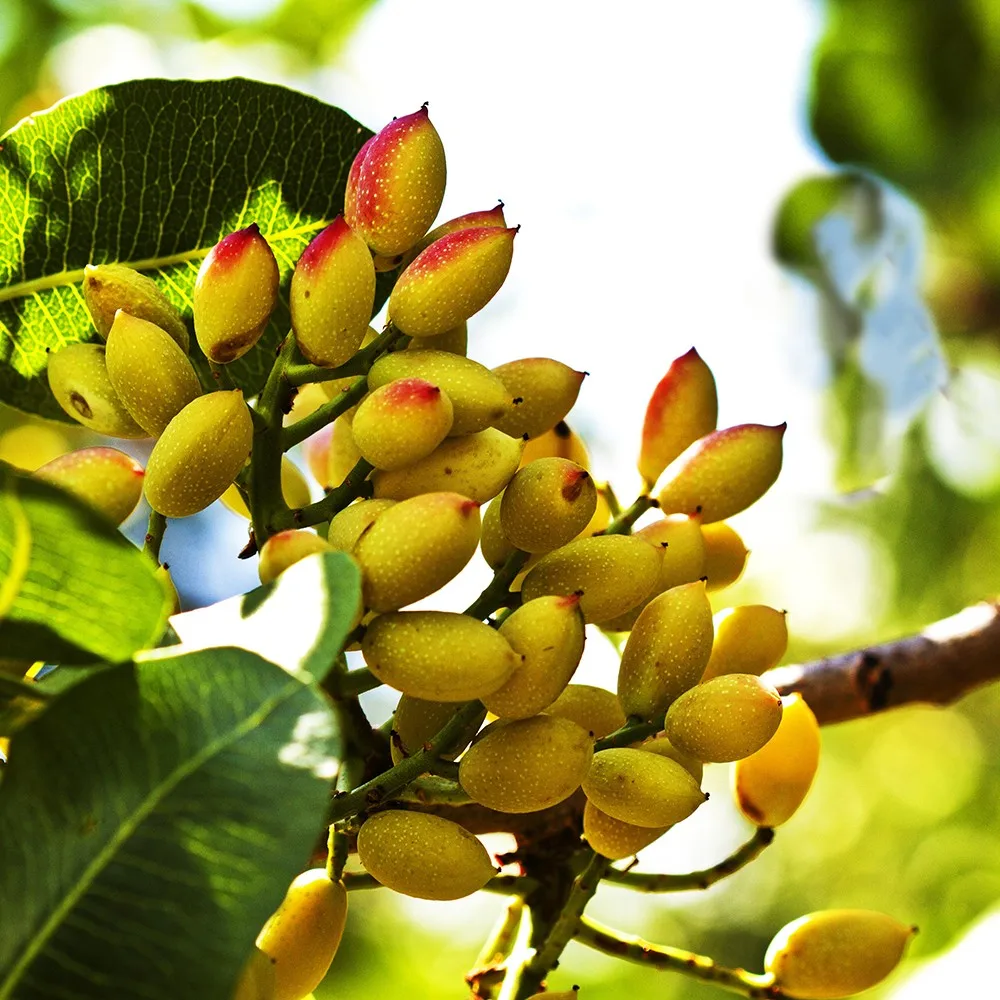 Cheap Wholesale Pistacia Vera Fruit Tree Saplings Pistachio Tree Plants