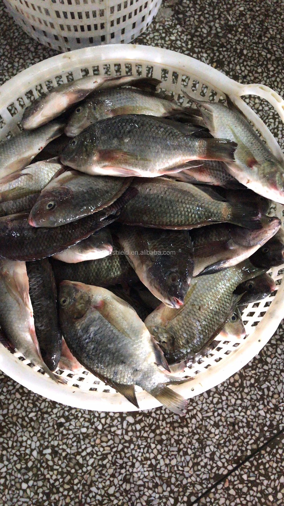high quality seafood product wr tilapia, view tilapia fish