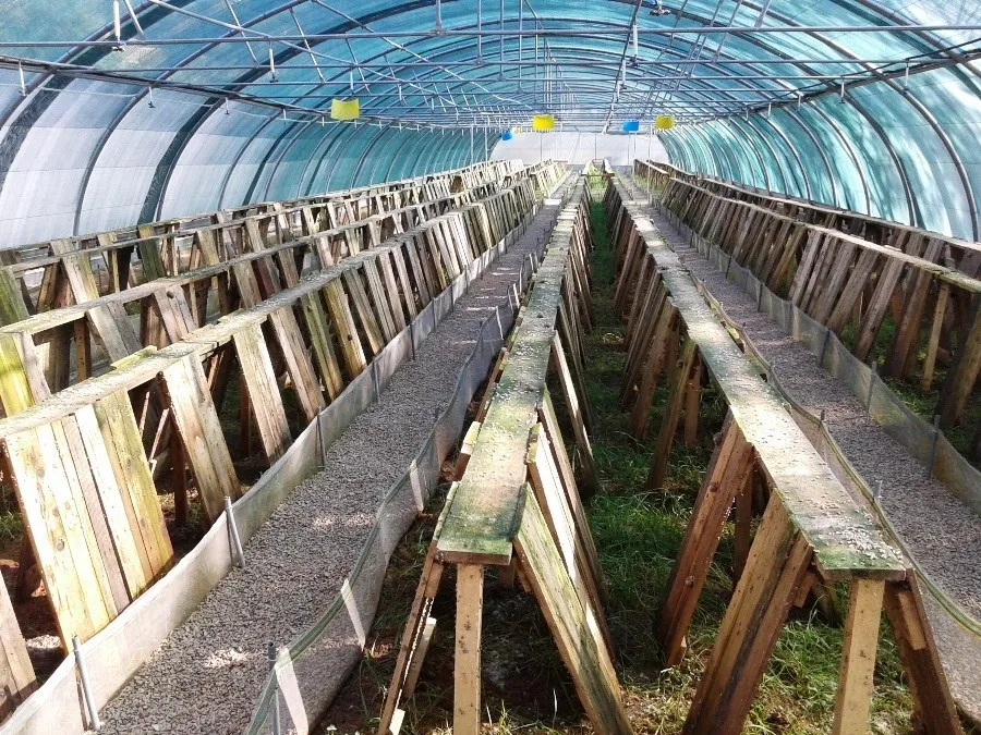 Snail Farming Packaging Greenhouse Agricultural Buy Packaging