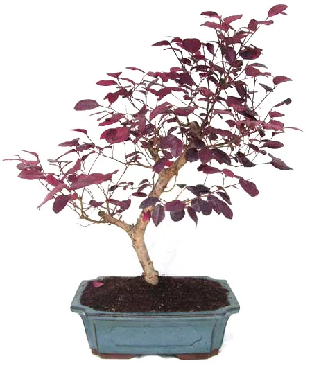 
15cm 20cm 30cm Living Bonsai Podocarpus Acer Ginkgo Ilex metasequola pseudolarix amabilis rhododendron simsii 