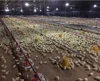 /product-detail/chicken-farm-material-construction-occasion-automatic-poultry-farm-equipment-dubai-62128668711.html