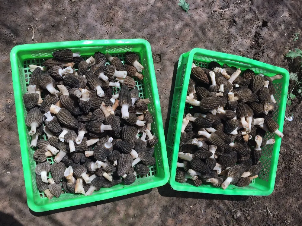 
Detan Wild Morehella/Names of Mushrooms 