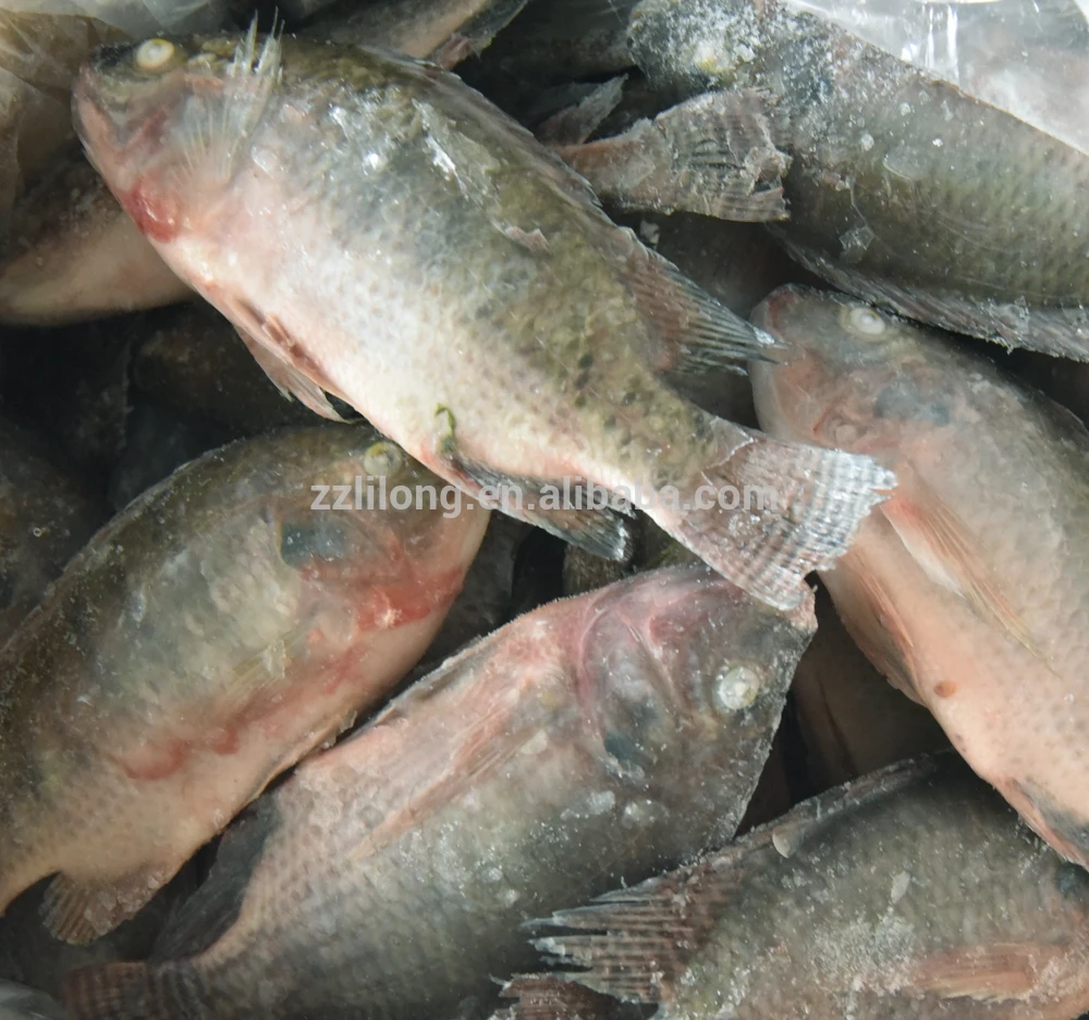 
Frozen Horse Mackerel/Pacific Mackerel/Tuna/Trout/Bonito/Tilapia/Squid/Salmon fish 